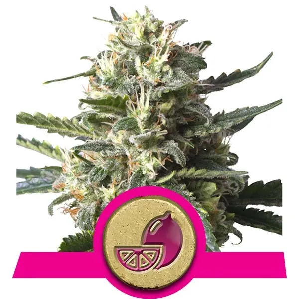 Royal Queen Seeds - Lemon Shining Silver Haze (Lemon Haze)